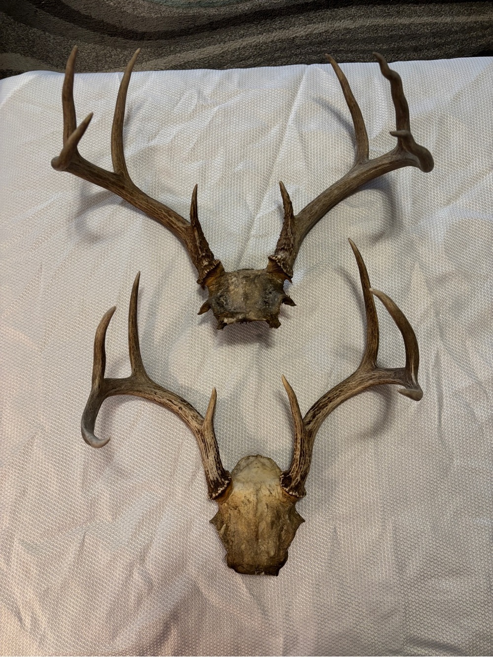 Texas White Tail Deer Antlers